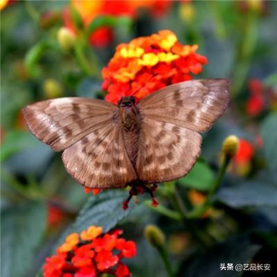 7位贤者与炼金术师游戏下载